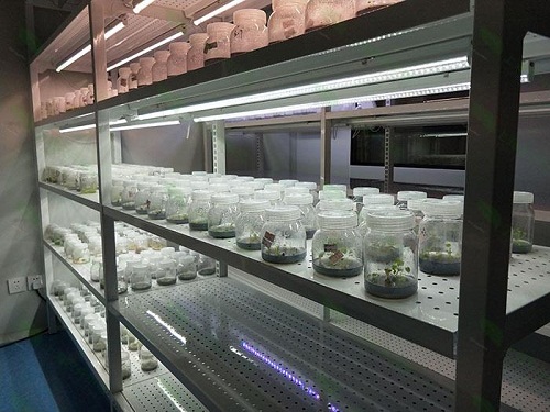 夏邑植物组织培养实验室设计建设方案
